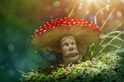 Magic Mushroom Addiction in Different Age Groups: Understanding Variances